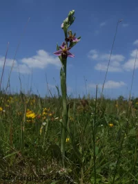 Bijenorchis [Ophrys apifera]